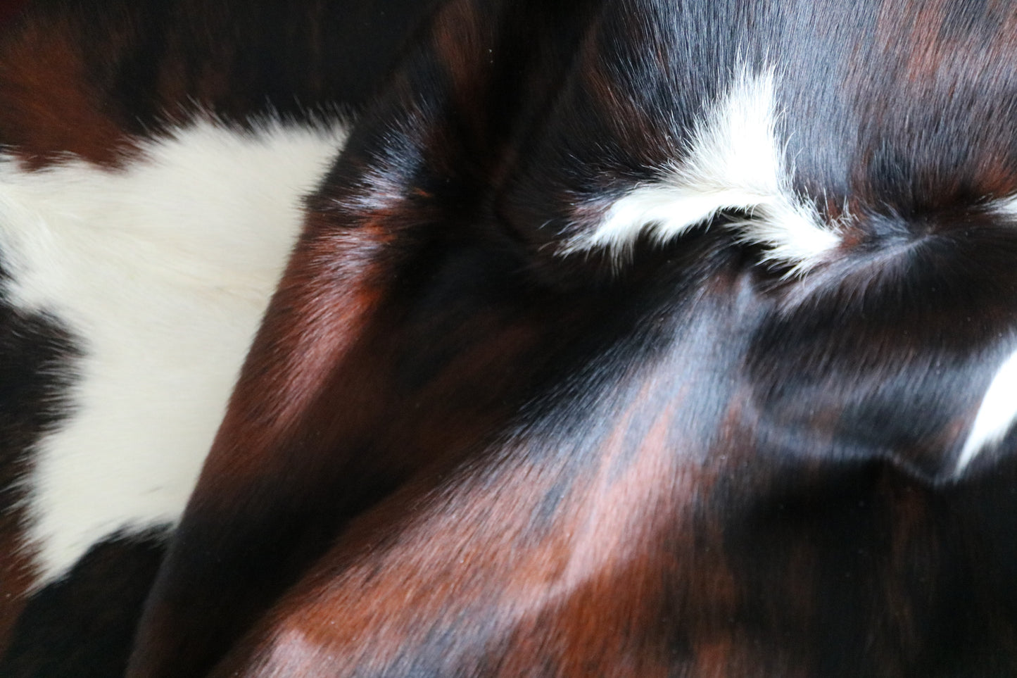 100229 - TRICOLOR Cowhide Rug - Quebecuir Premium Collection