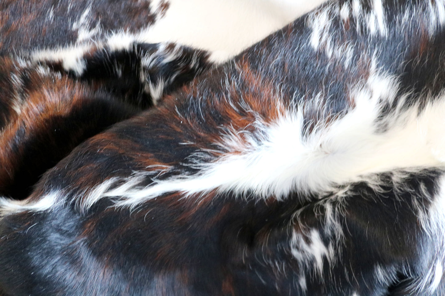 100232 - TRICOLOR Cowhide Rug - Quebecuir Premium Collection
