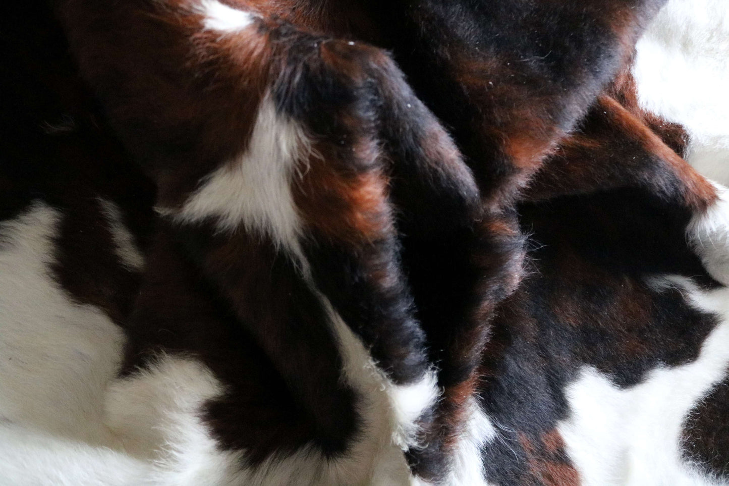 100268 -TRICOLOR Cowhide Rug - Quebecuir Premium Collection