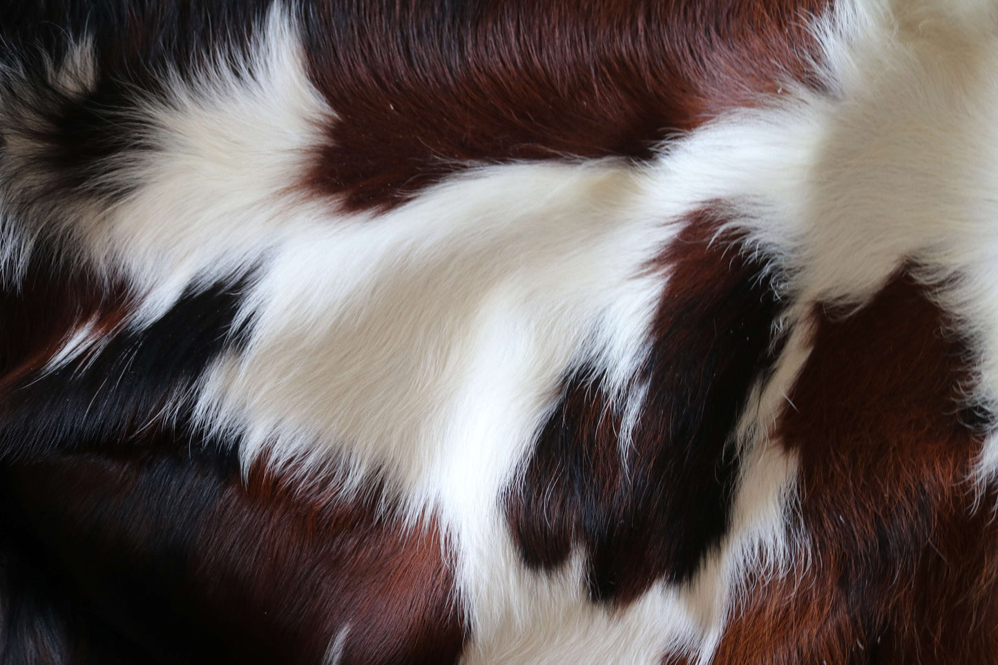 100292 -TRICOLOR Cowhide Rug - Quebecuir Premium Collection