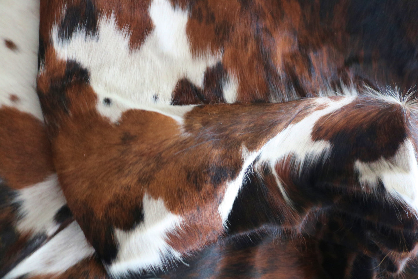 200107- Cowhide Rug Tapis Peau de Vache SUPER BIG SIZE XXXL - Collection Quebecuir Premium
