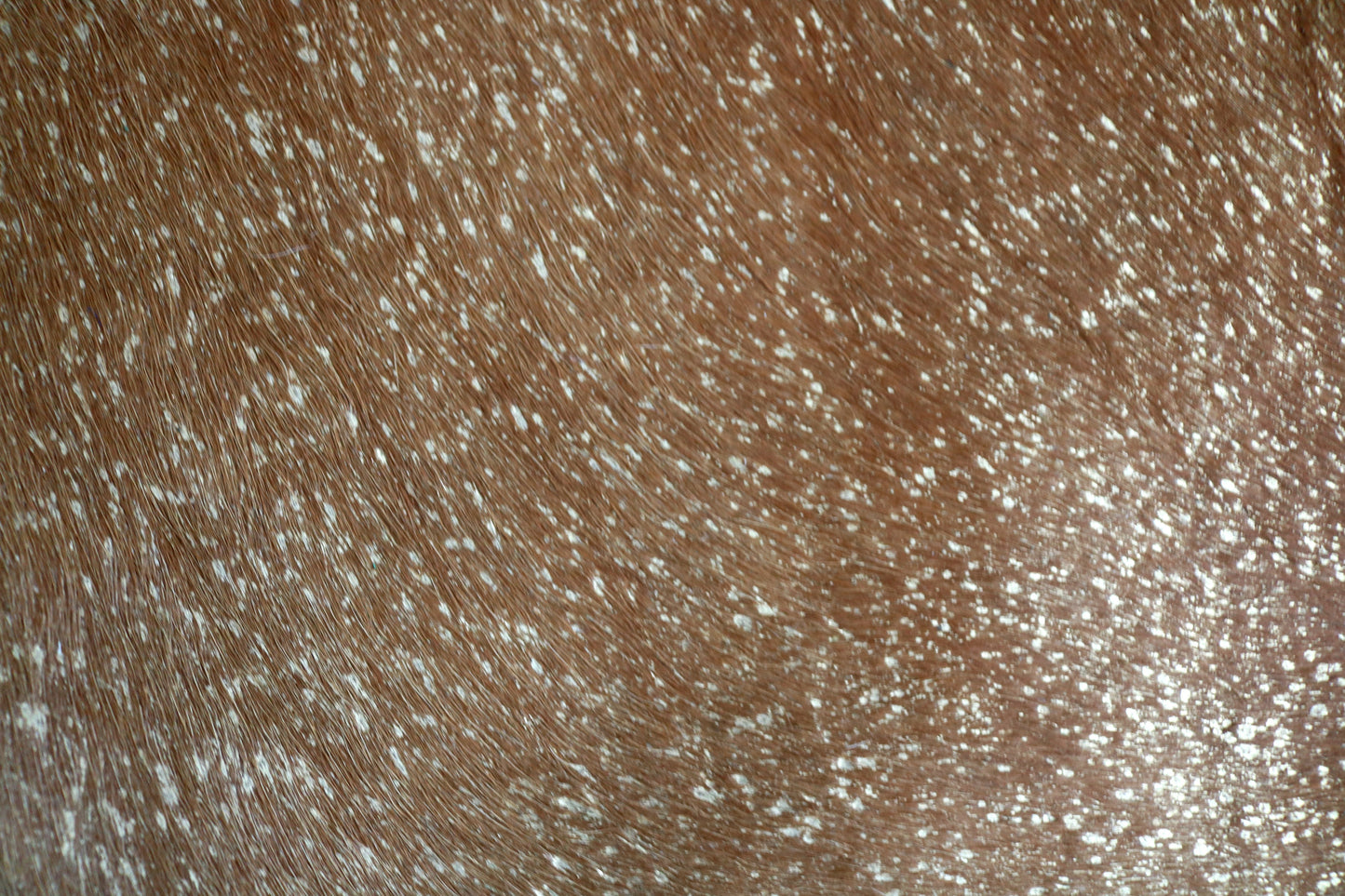 300541- Cowhide Rug Tapis Peau de Vache GOLDEN - Collection Quebecuir Premium
