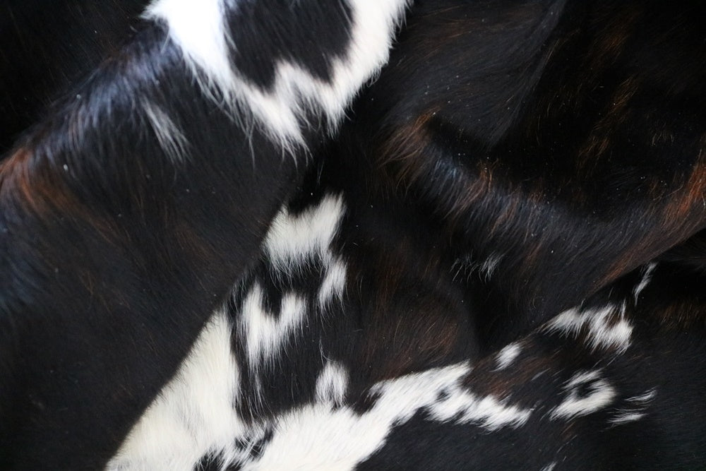 98098 - Cowhide Rug Tapis Peau de Vache TRICOLOR - Collection Quebecuir Premium
