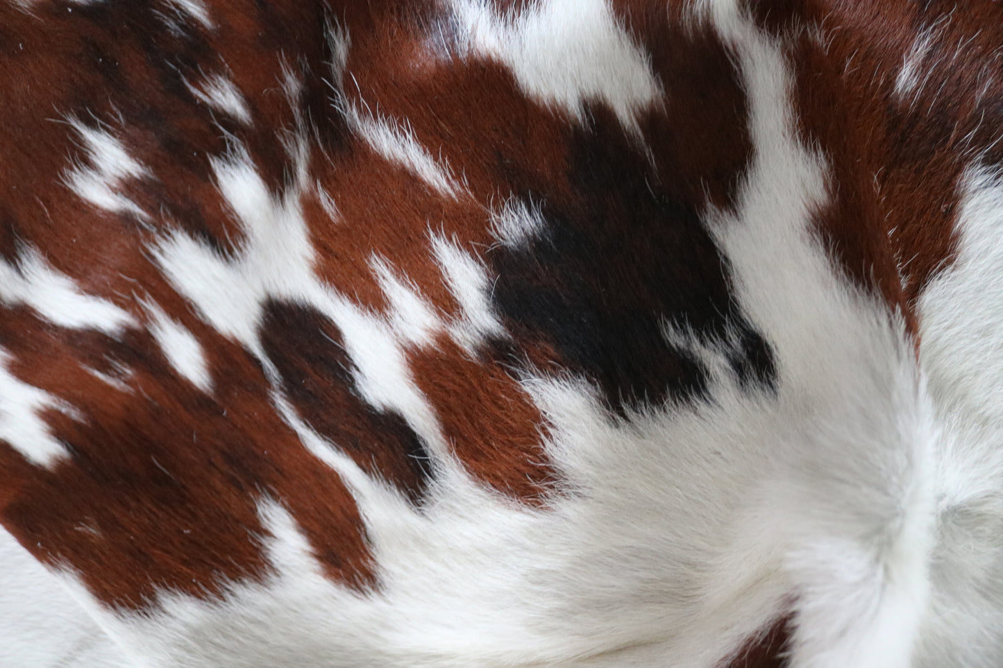 99727 Cowhide rug TRICOLOR Collection Quebecuir Premium