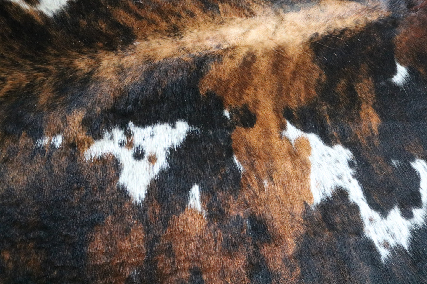 99837 Cowhide rug TRICOLOR Collection Quebecuir Premium SUPER BIG SIZE XXXL