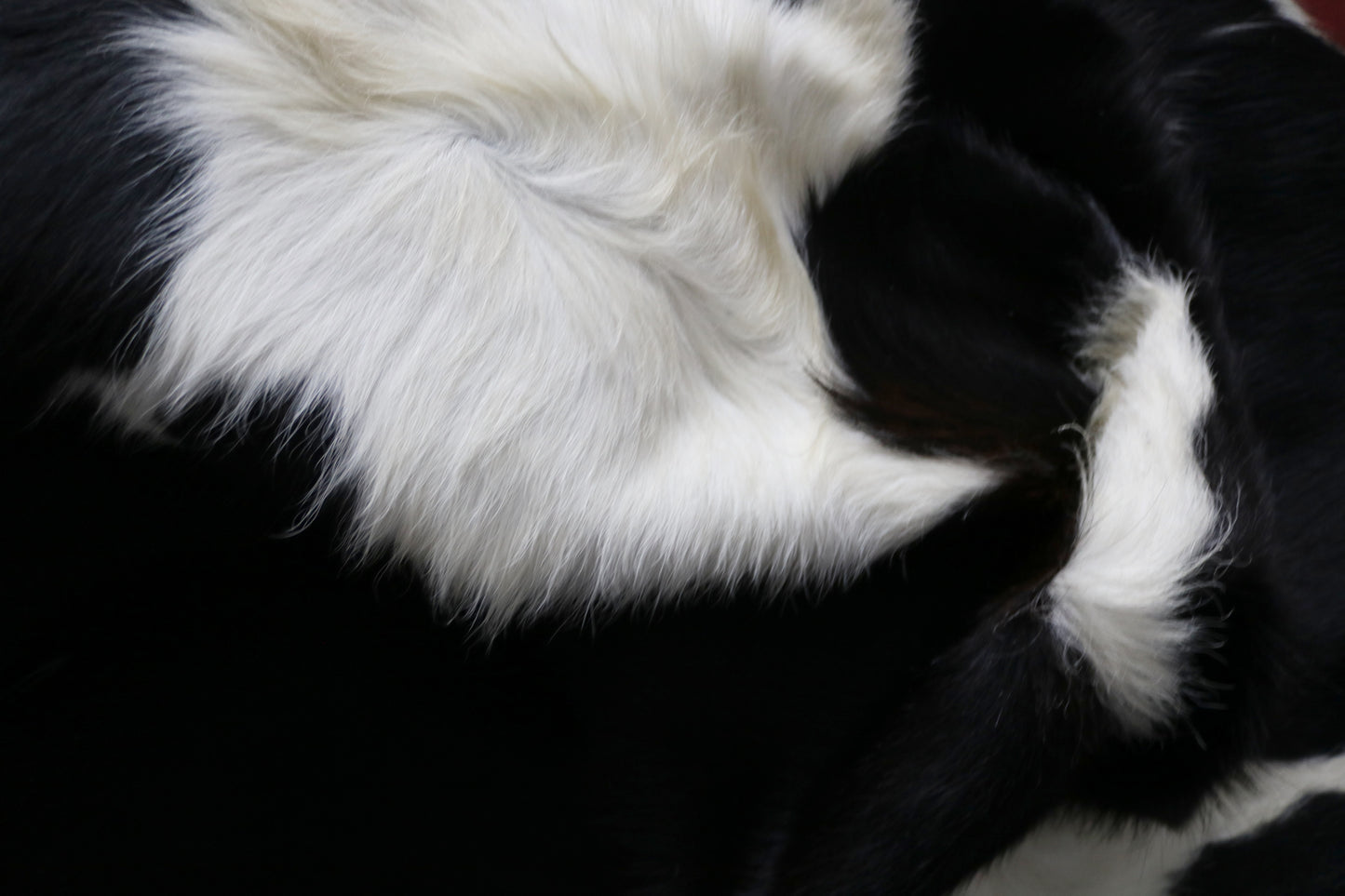 99895 Cowhide rug TRICOLOR Collection Quebecuir Premium