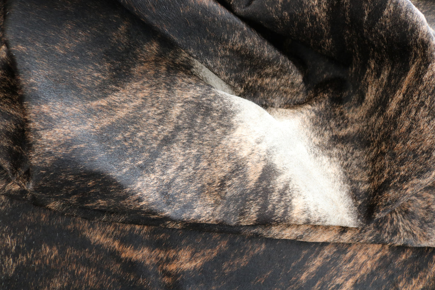 98321 - Cowhide Rug Tapis Peau de Vache BIG SIZE XXL BRINDLE DARK - Collection Quebecuir Premium