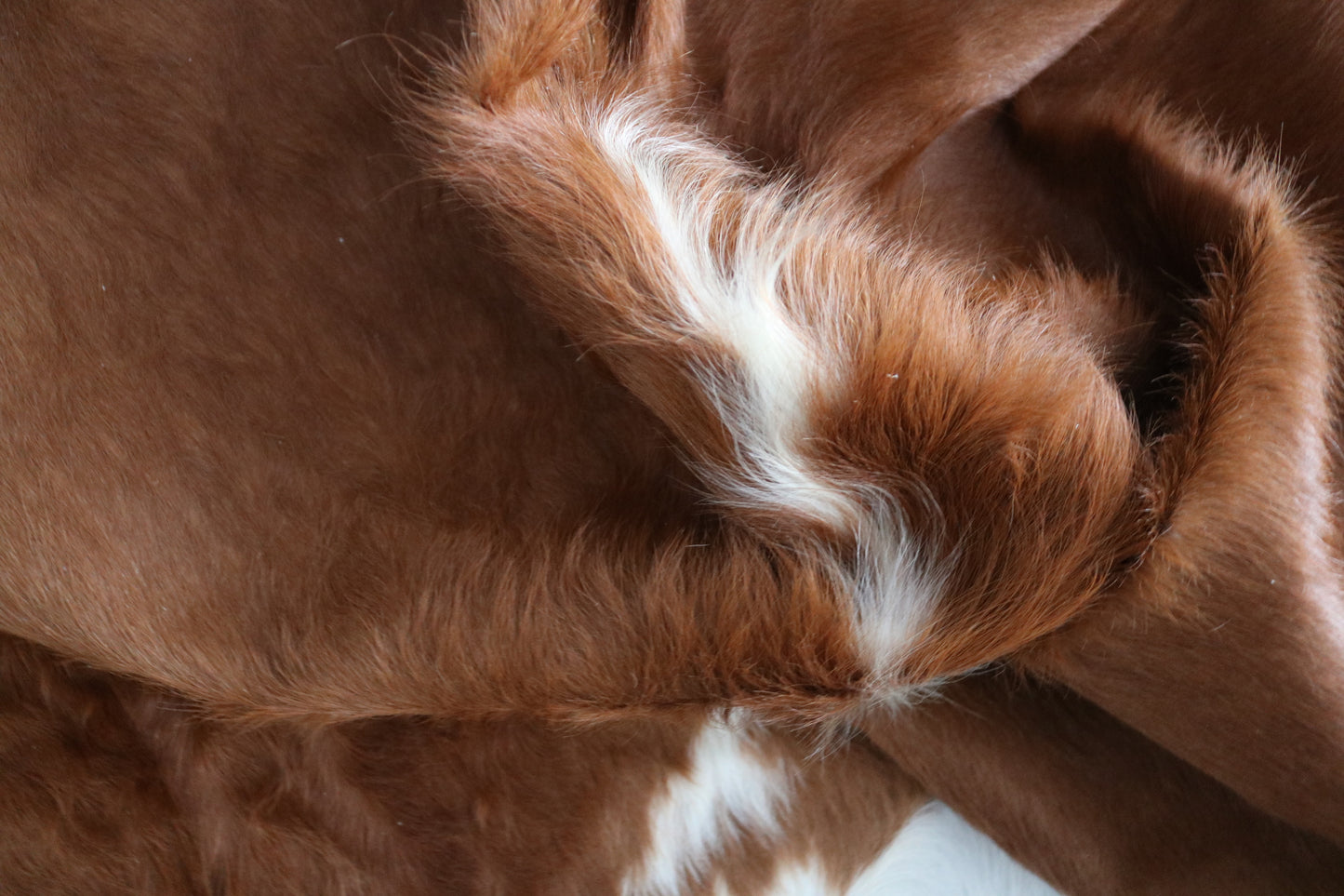 98346 - Cowhide Rug Tapis Peau de Vache SUPER BIG SIZE XXXL BROWN & WHITE - Collection Quebecuir Premium