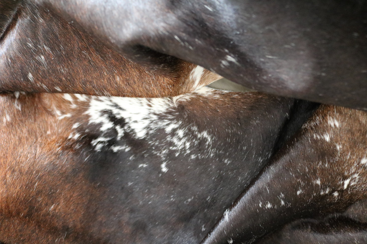 98348 - Cowhide Rug Tapis Peau de Vache SUPER BIG SIZE XXXL TRICOLOR - Collection Quebecuir Premium