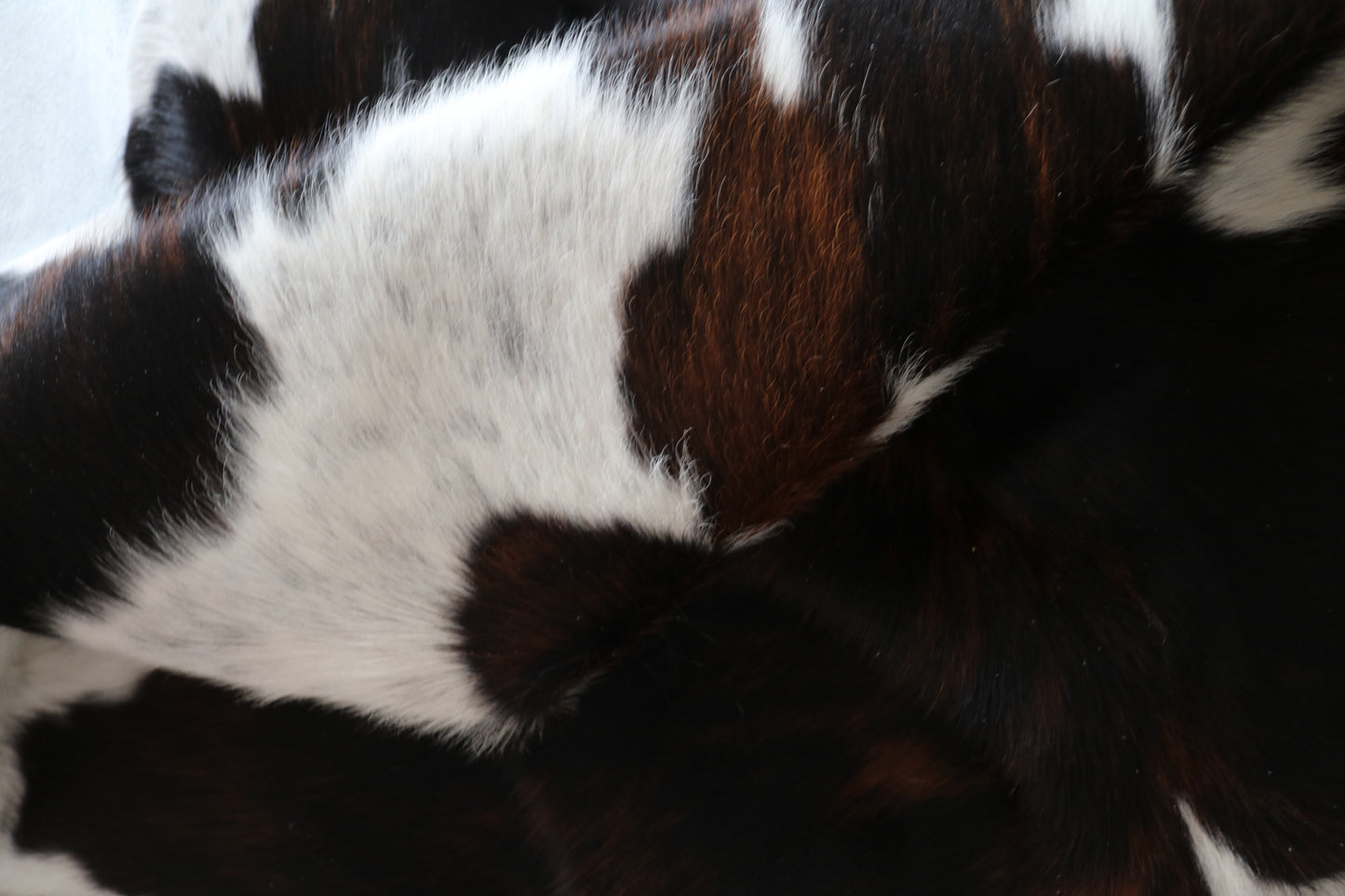 99943 Cowhide rug Collection Quebecuir Premium