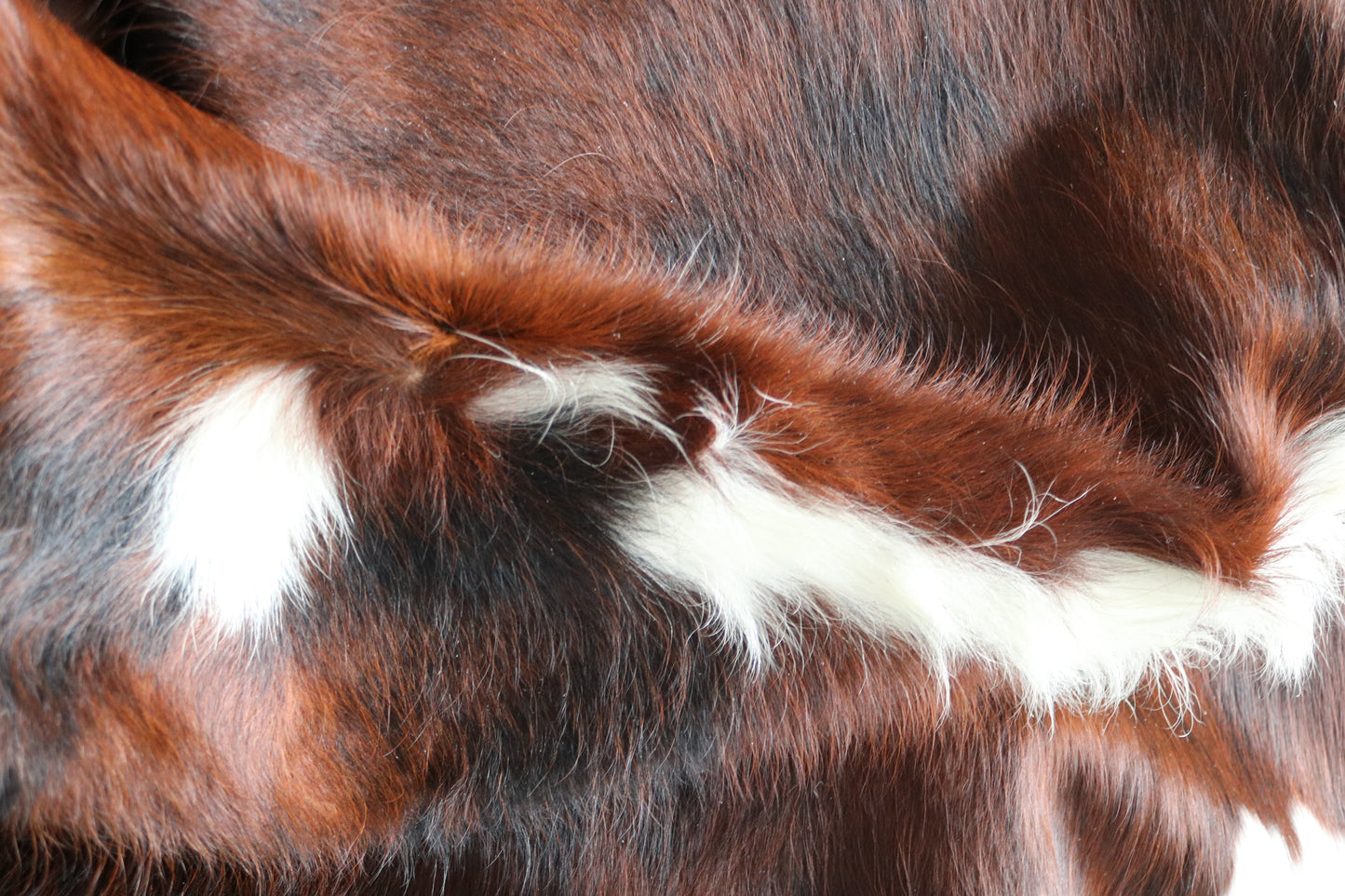 99947 Cowhide rug Collection Quebecuir Premium