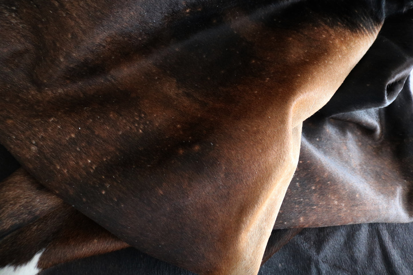 98367 - Cowhide Rug Tapis Peau de Vache SUPER BIG SIZE XXXL TRICOLOR - Collection Quebecuir Premium