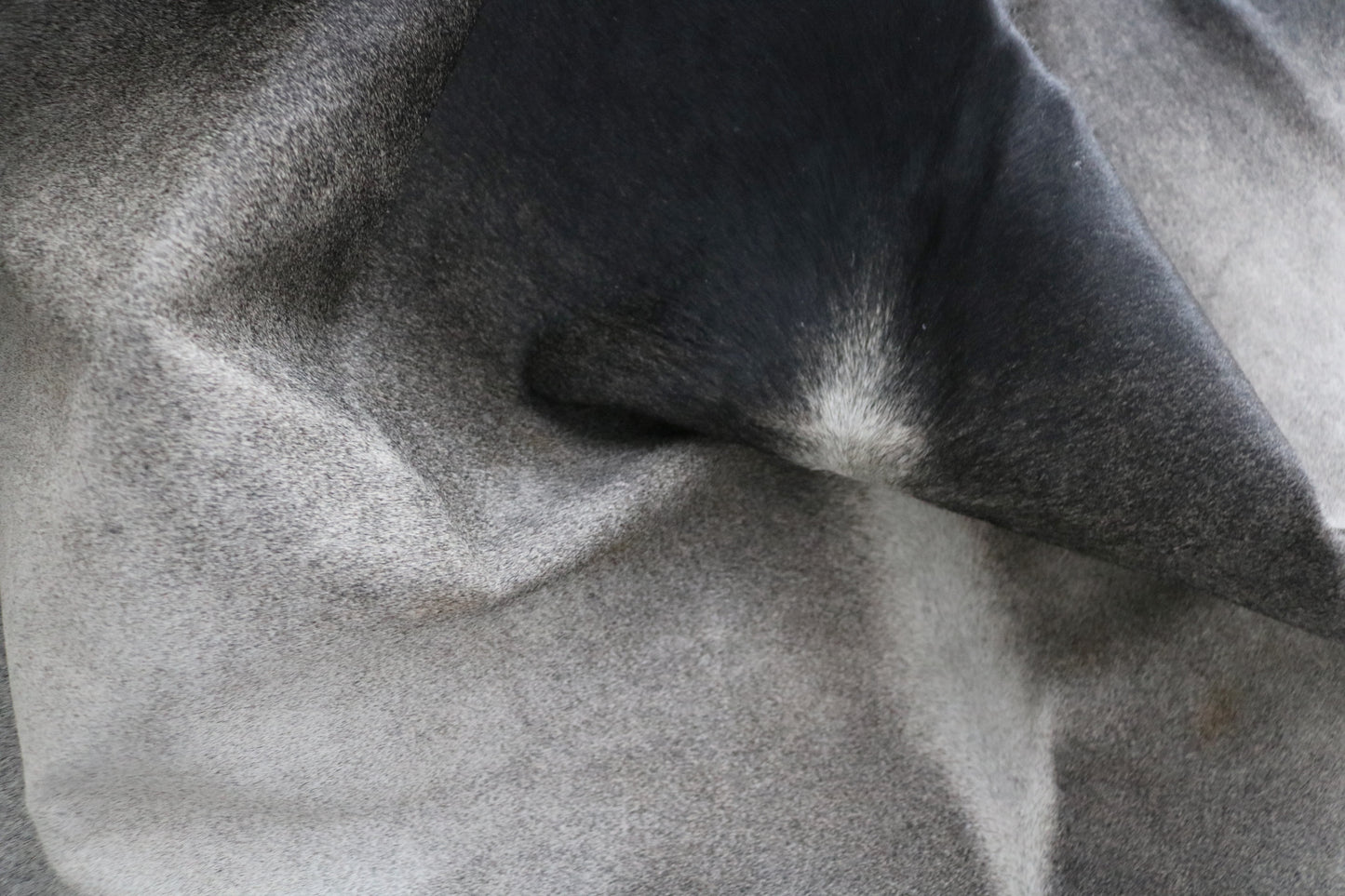 98423- Cowhide Rug GRIS GREY BIG SIZE XXXL - Collection Quebecuir Premium