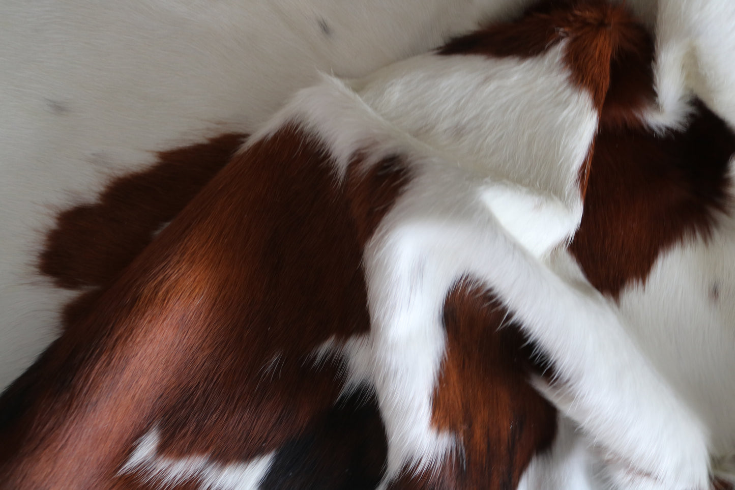 100023 Cowhide rug TRICOLOR Collection Quebecuir Premium