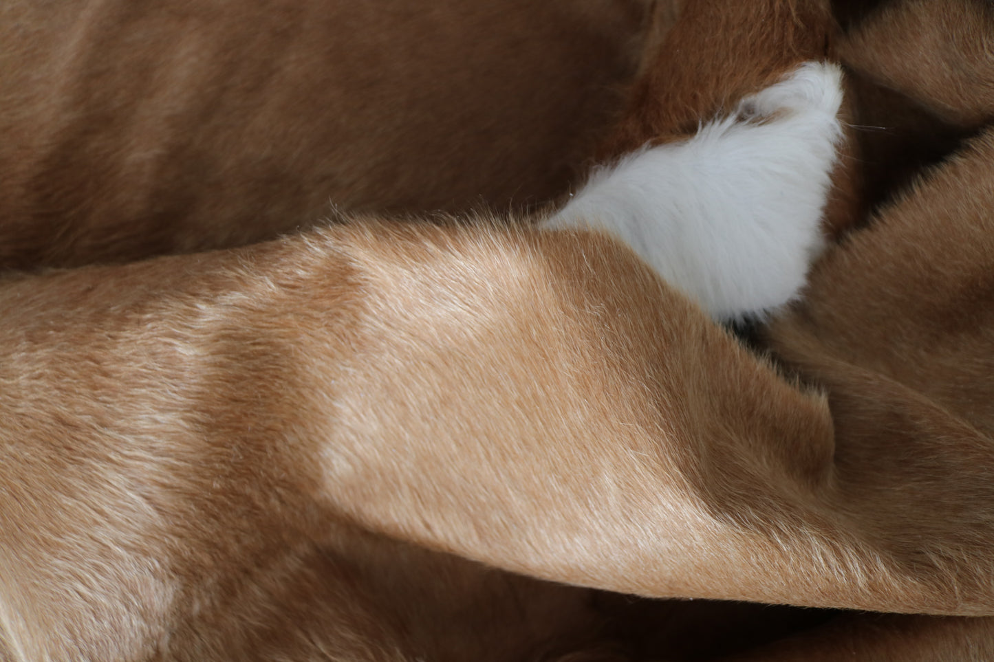 98431 - Cowhide Rug Tapis Peau de Vache SUPER BIG SIZE XXXL - Collection Quebecuir Premium