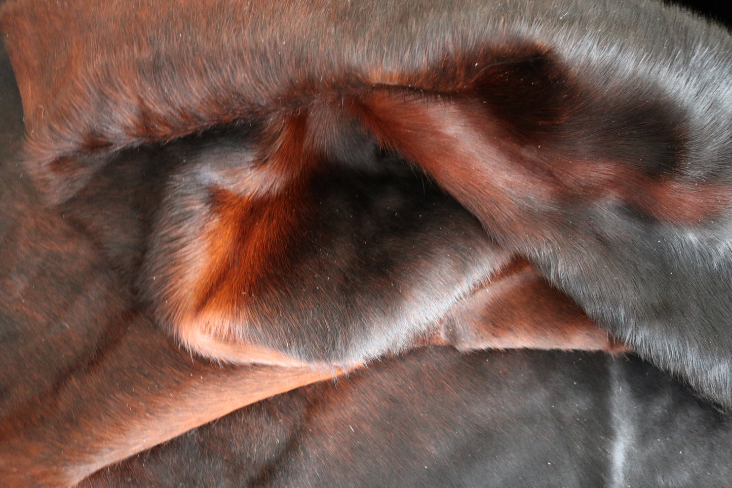 98434 - Cowhide Rug Tapis Peau de Vache BIG SIZE XXL - Collection Quebecuir Premium