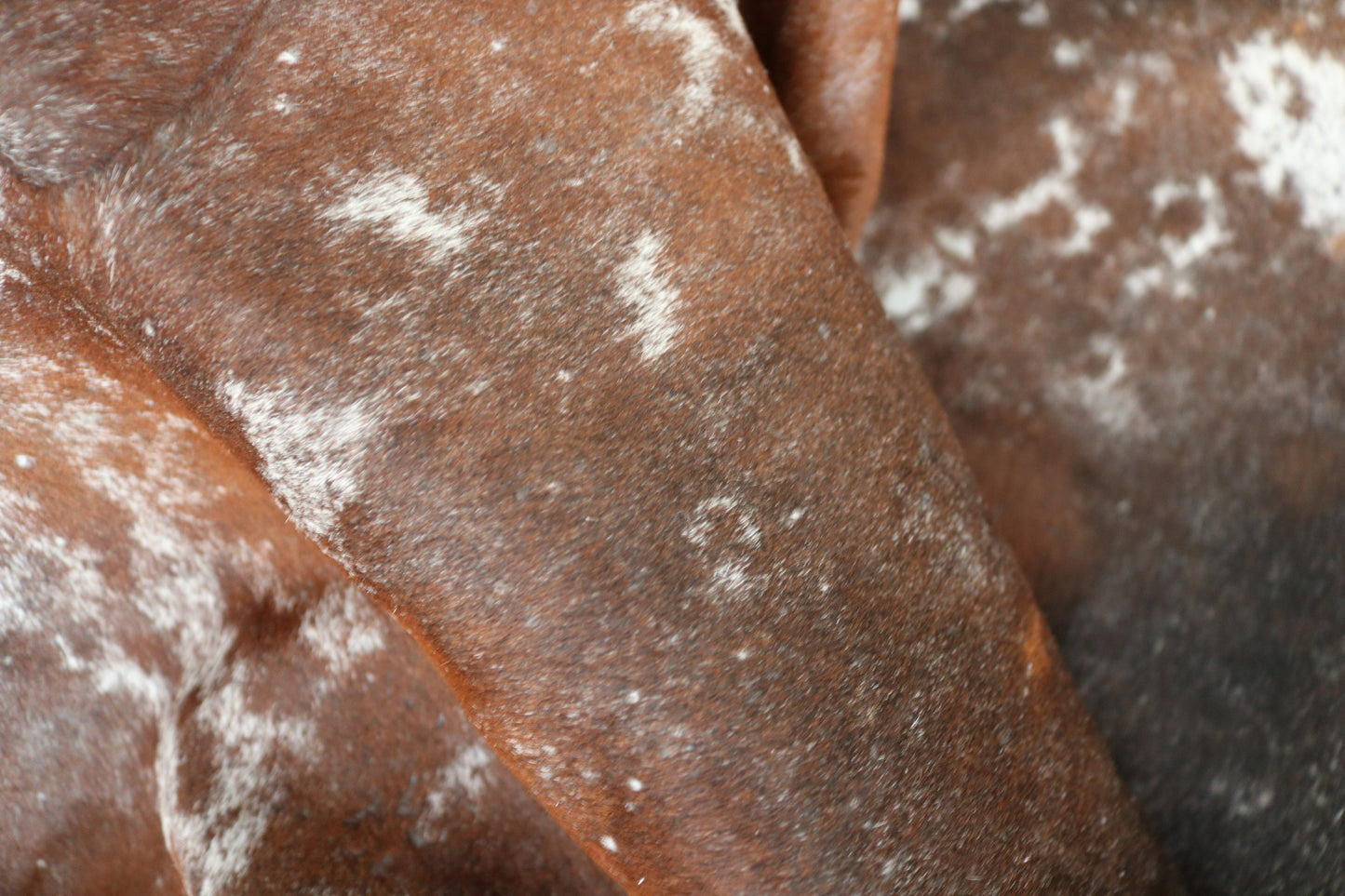 98473- Cowhide Rug Tapis Peau de Vache BIG SIZE XXL - Collection Quebecuir Premium