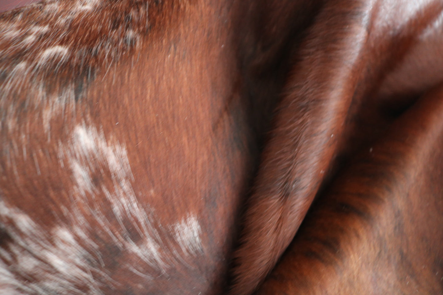 98487 - Cowhide Rug Tapis Peau de Vache SUPER BIG SIZE XXXL - Collection Quebecuir Premium