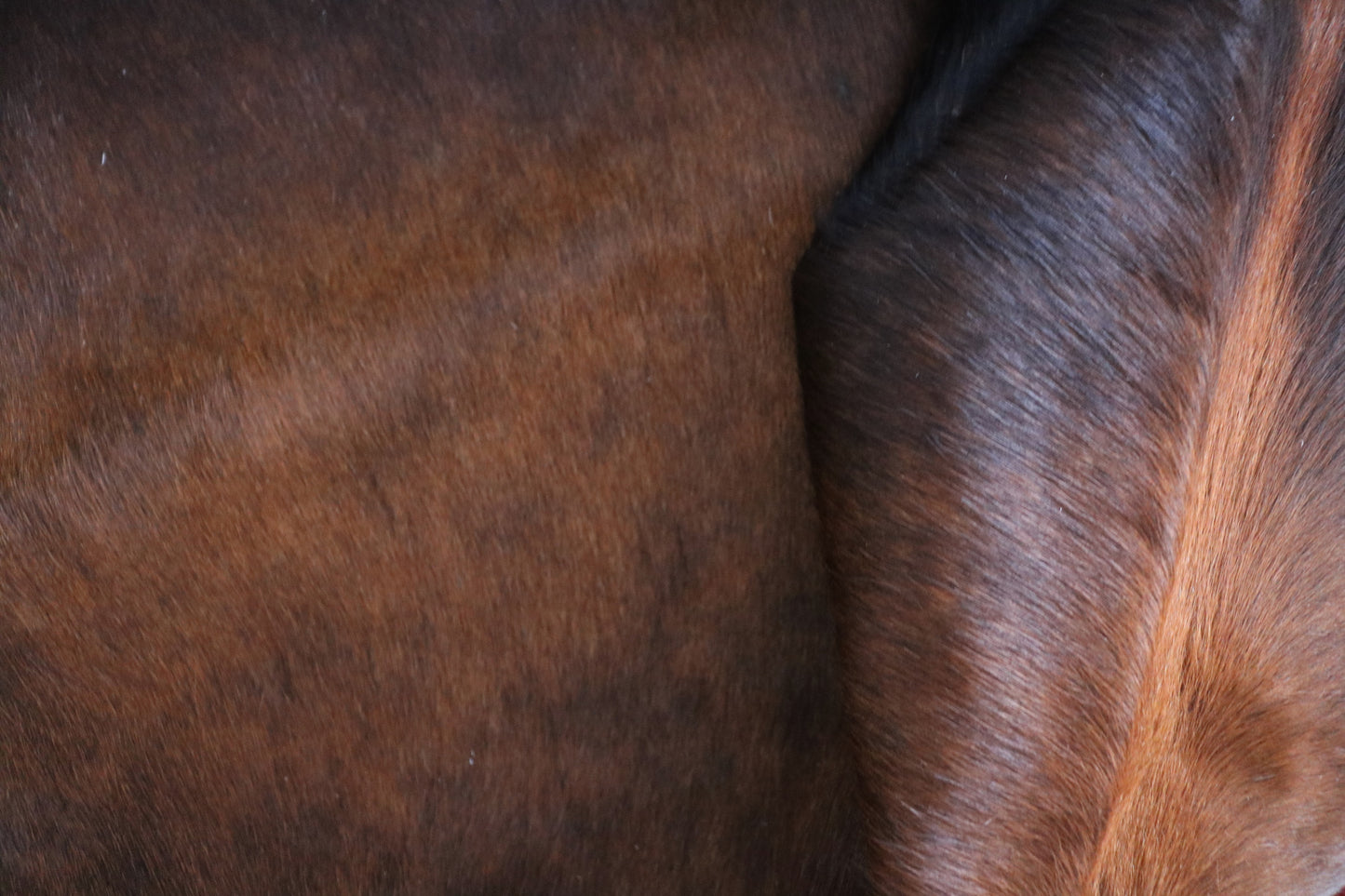 98497 - Cowhide Rug Tapis Peau de Vache - Collection Quebecuir Premium