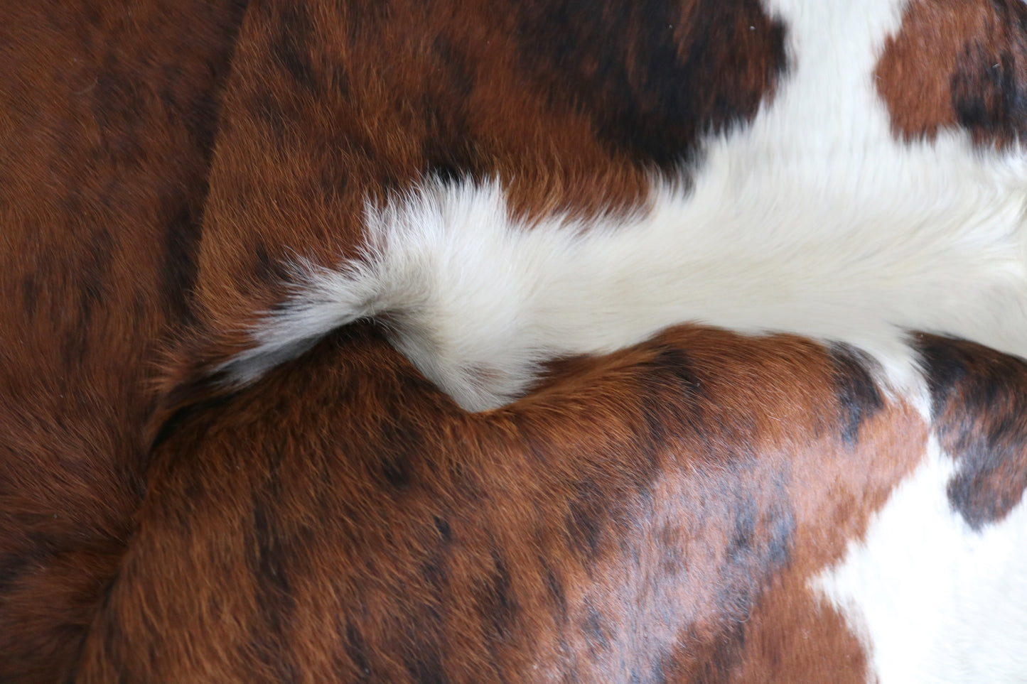 98572 - Cowhide Rug Tapis Peau de Vache SUPER BIG SIZE XXXL TRICOLOR - Collection Quebecuir Premium