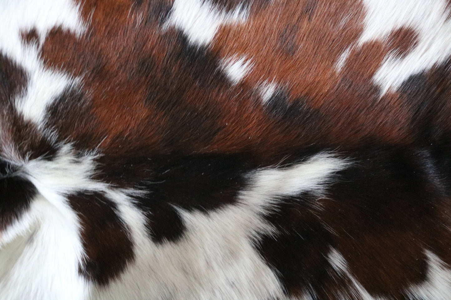 100135 Tricolor Cowhide Rug - Quebecuir Premium Collection