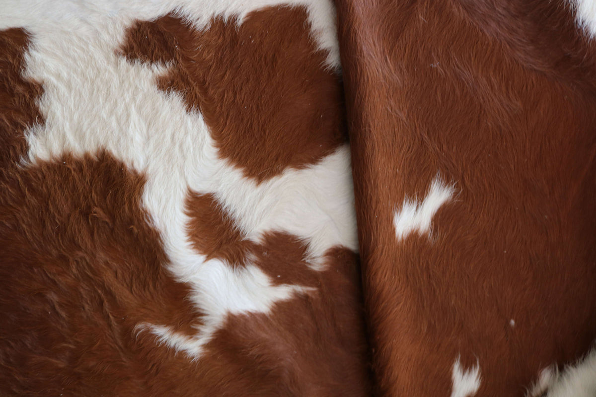 100382 - SUPER BIG SIZE XXXL BROWN & WHITE Cowhide Rug - Quebecuir Premium Collection