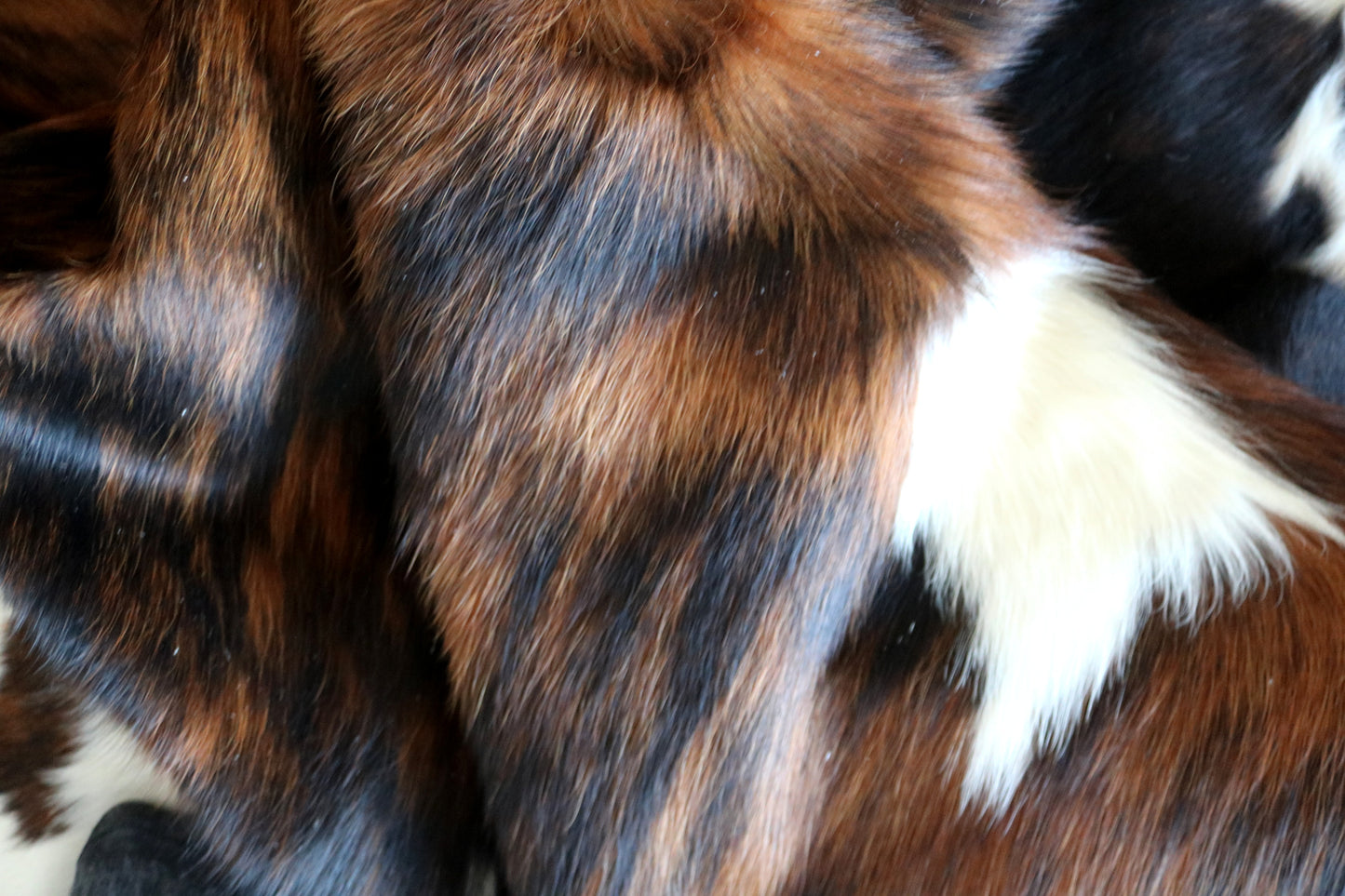 100146- Tricolor Cowhide Rug - Quebecuir Premium Collection