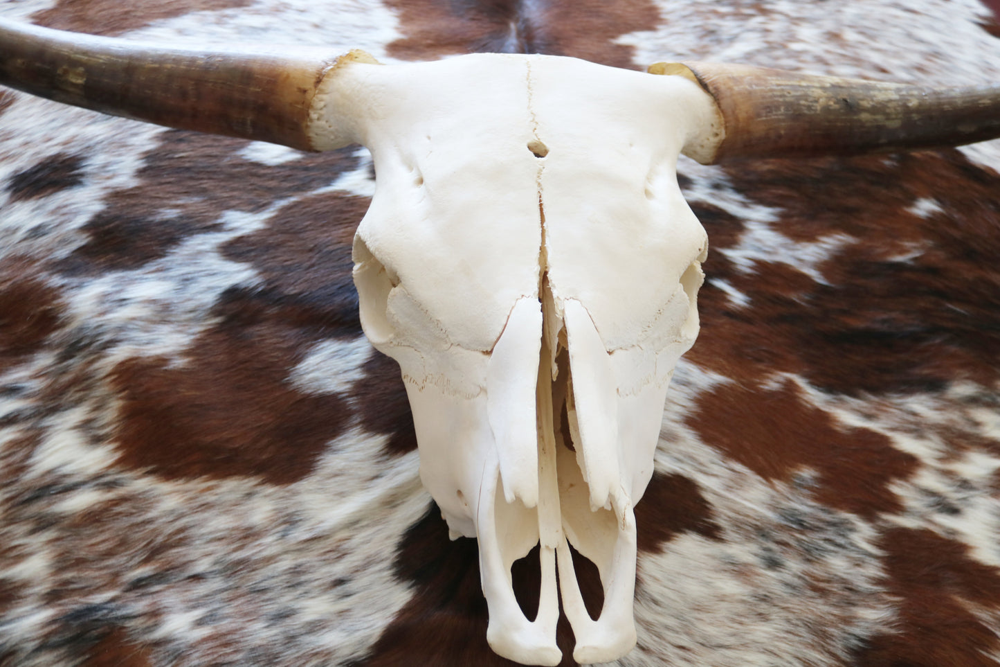 301302 Real Skull Longhorn Cornes Collection Quebecuir Premium