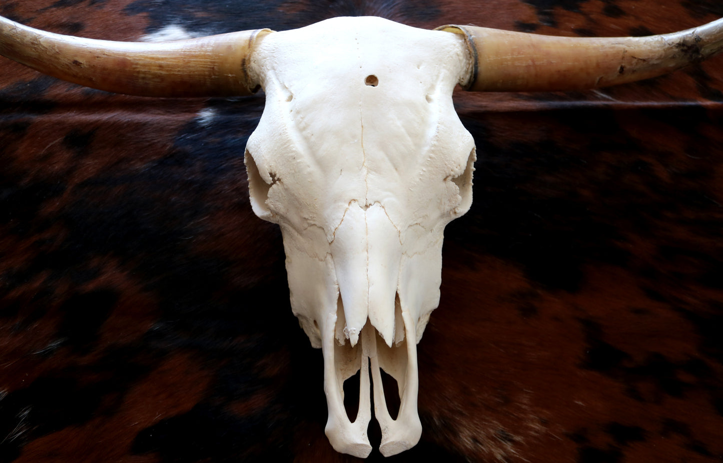 301306 Real Skull Longhorn Cornes Collection Quebecuir Premium