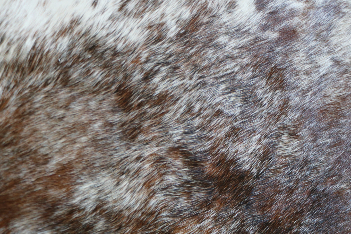 100174 Tricolor Cowhide Rug - Quebecuir Premium Collection