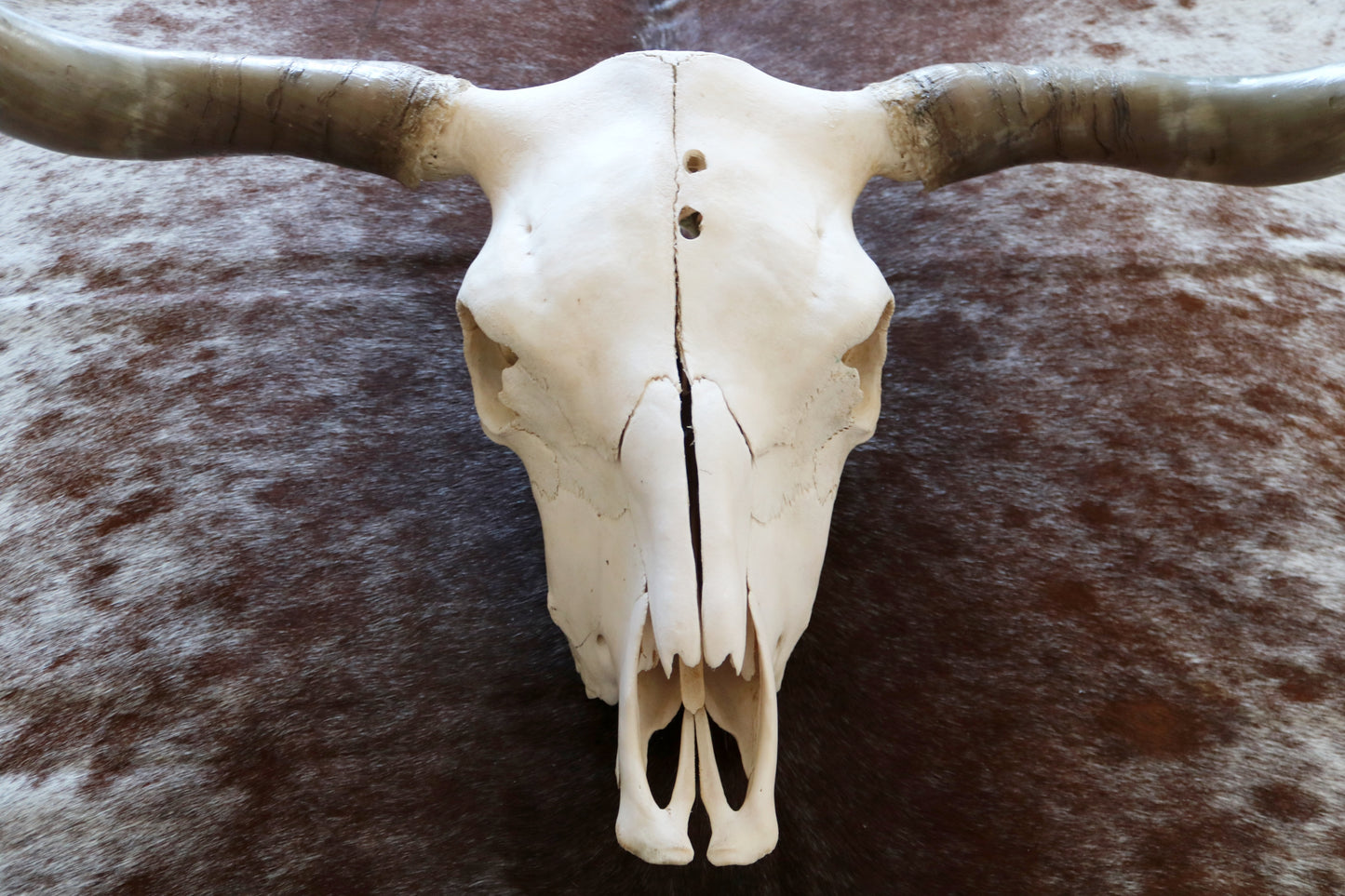 301303 Real Skull Longhorn Cornes Collection Quebecuir Premium