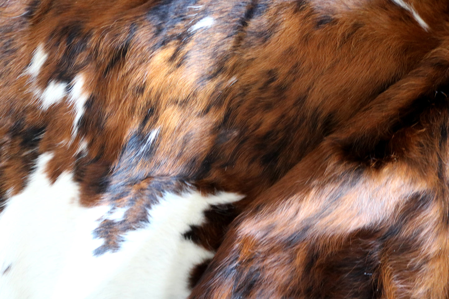 100187 Tricolor Cowhide Rug - Quebecuir Premium Collection