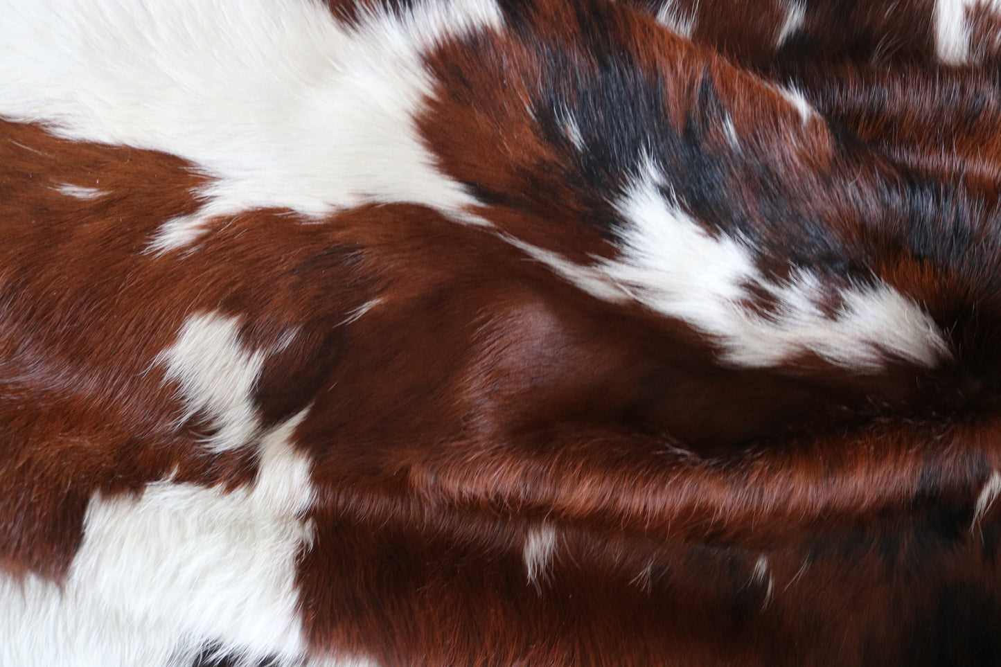 100199 TRICOLOR Cowhide Rug - Quebecuir Premium Collection