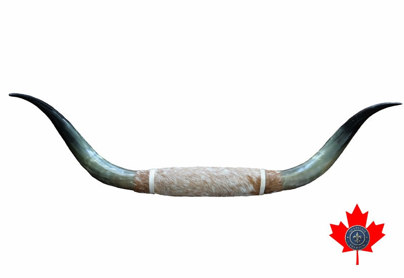 301048 Decorative Horns . Quebecuir Premium Collection