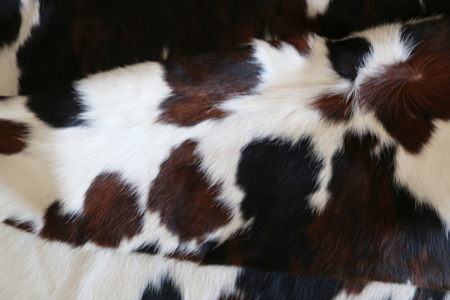 100222- SUPER BIG  SIZE XXXL TRICOLOR  Cowhide Rug - Quebecuir Premium Collection
