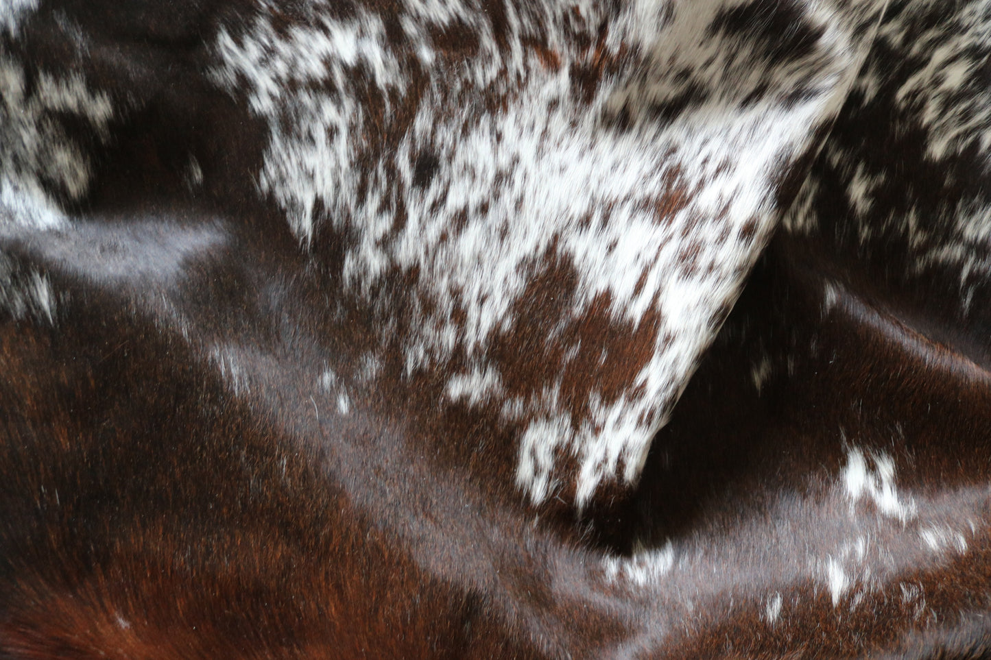 100239 - SUPER BIG  SIZE XXXL TRICOLOR  Cowhide Rug - Quebecuir Premium Collection