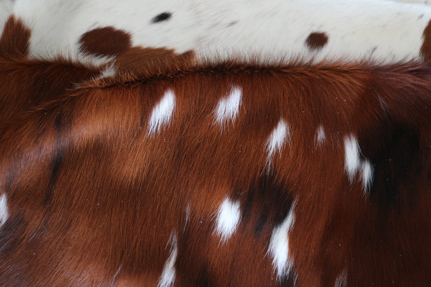 100241 -  TRICOLOR  Cowhide Rug - Quebecuir Premium Collection