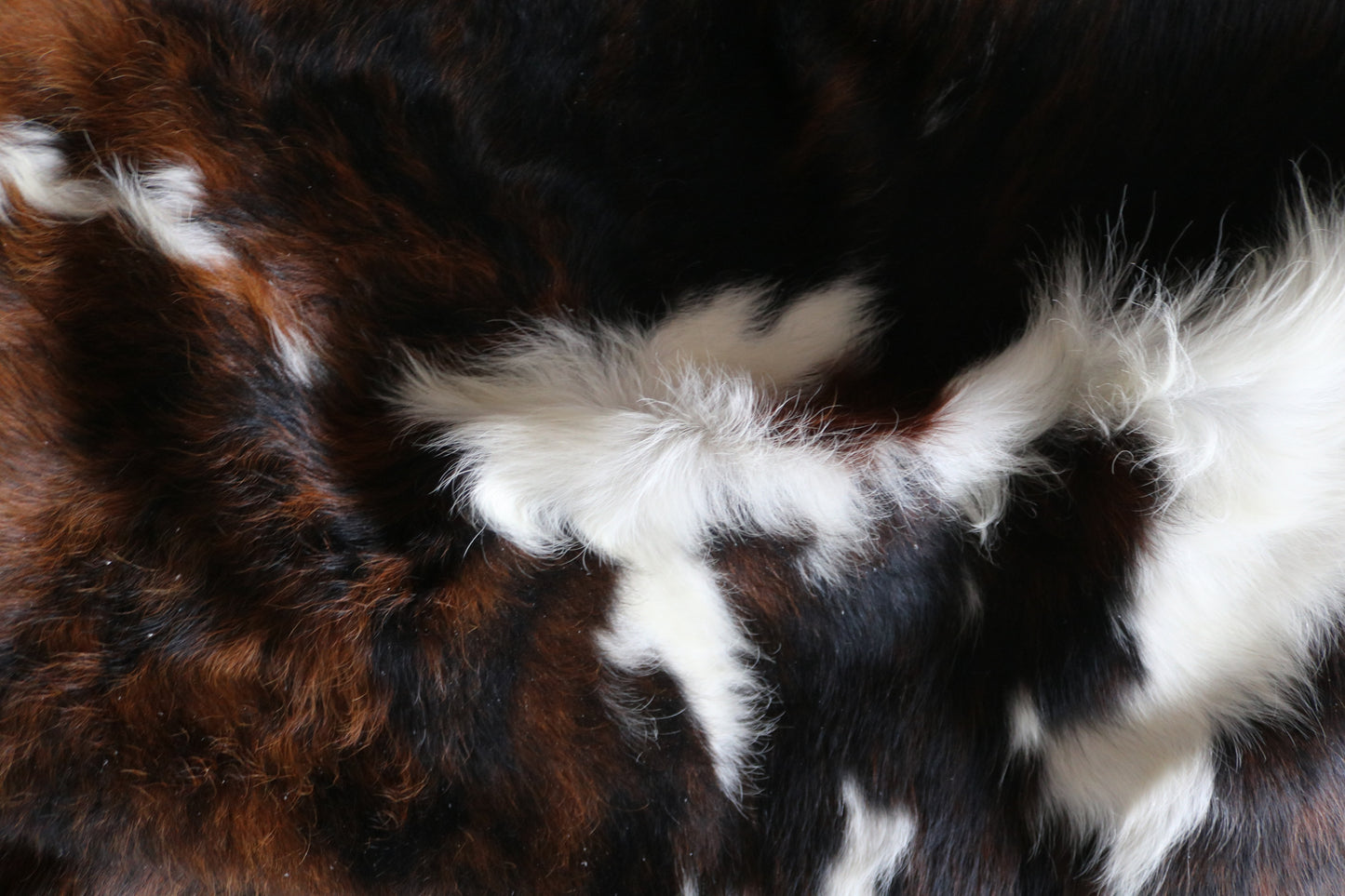 200621 -TRICOLOR  Cowhide Rug - Quebecuir Premium Collection