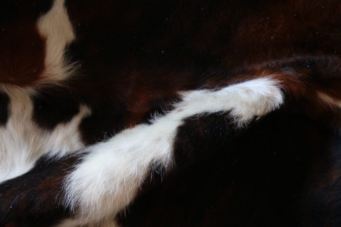 200630 -   Cowhide Rug - Quebecuir Premium Collection