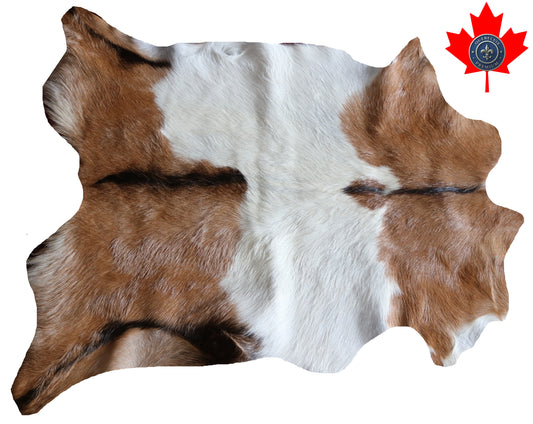 200634 GOAT CHEVRE   Collection Quebecuir Premium
