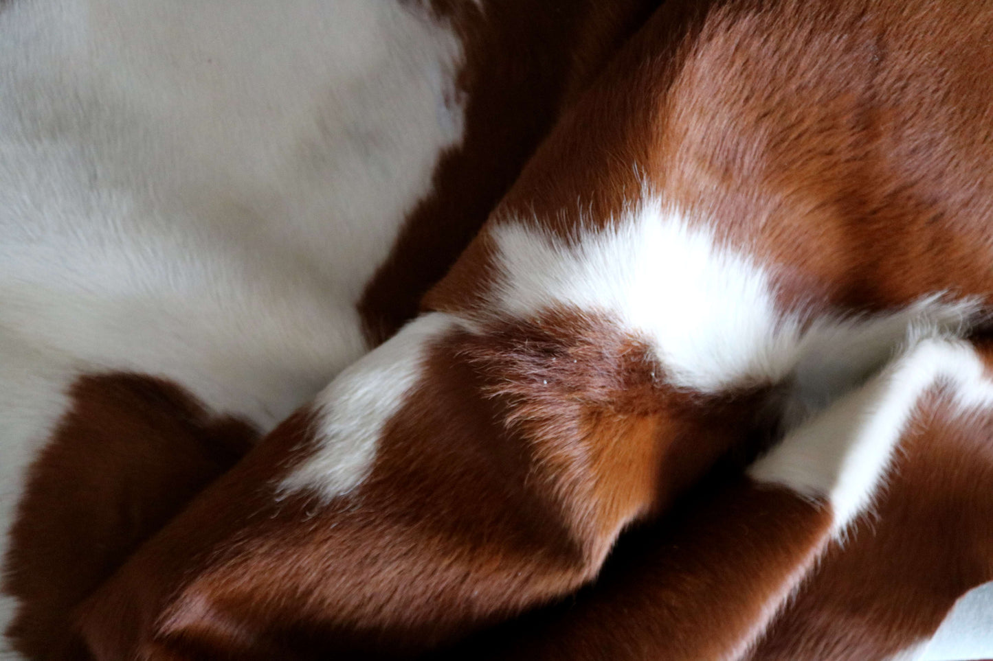 100270- Cowhide Rug  BROWN & WHITE - Quebecuir Premium Collection
