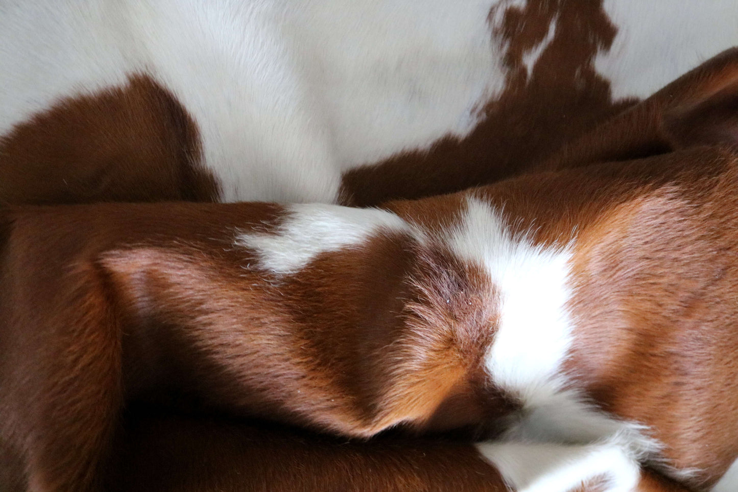 100270- Cowhide Rug  BROWN & WHITE - Quebecuir Premium Collection