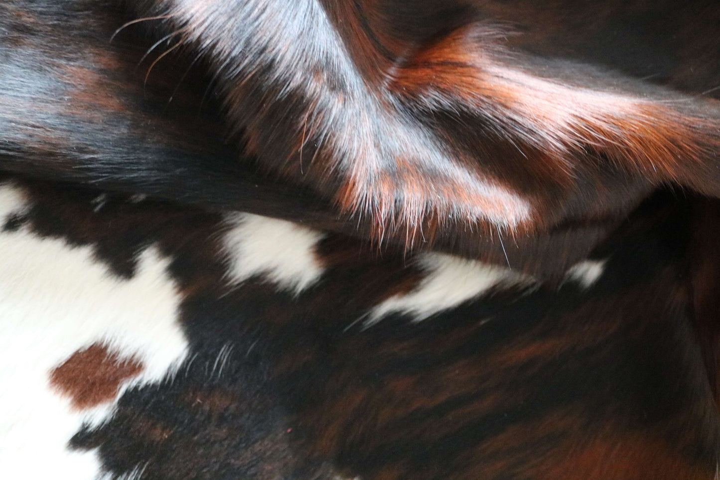 100273 -TRICOLOR  Cowhide Rug - Quebecuir Premium Collection