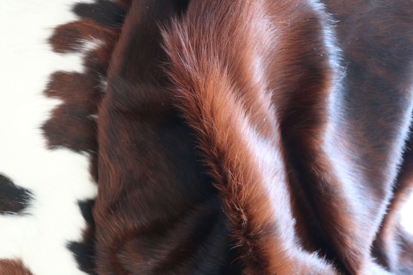 200636 -TRICOLOR  Cowhide Rug - Quebecuir Premium Collection