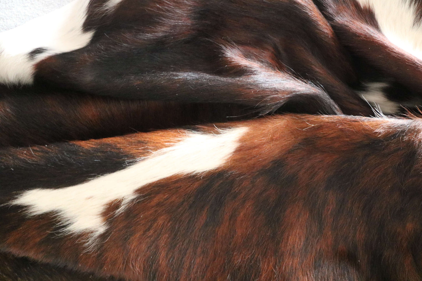 200641 -TRICOLOR  Cowhide Rug - Quebecuir Premium Collection