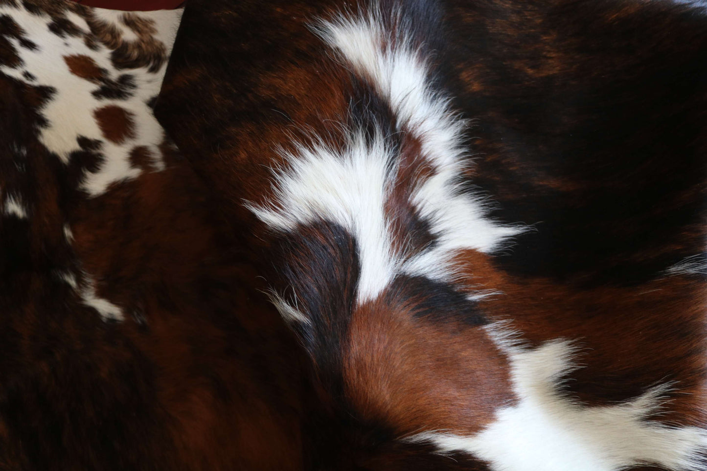 200648 -TRICOLOR  Cowhide Rug - Quebecuir Premium Collection