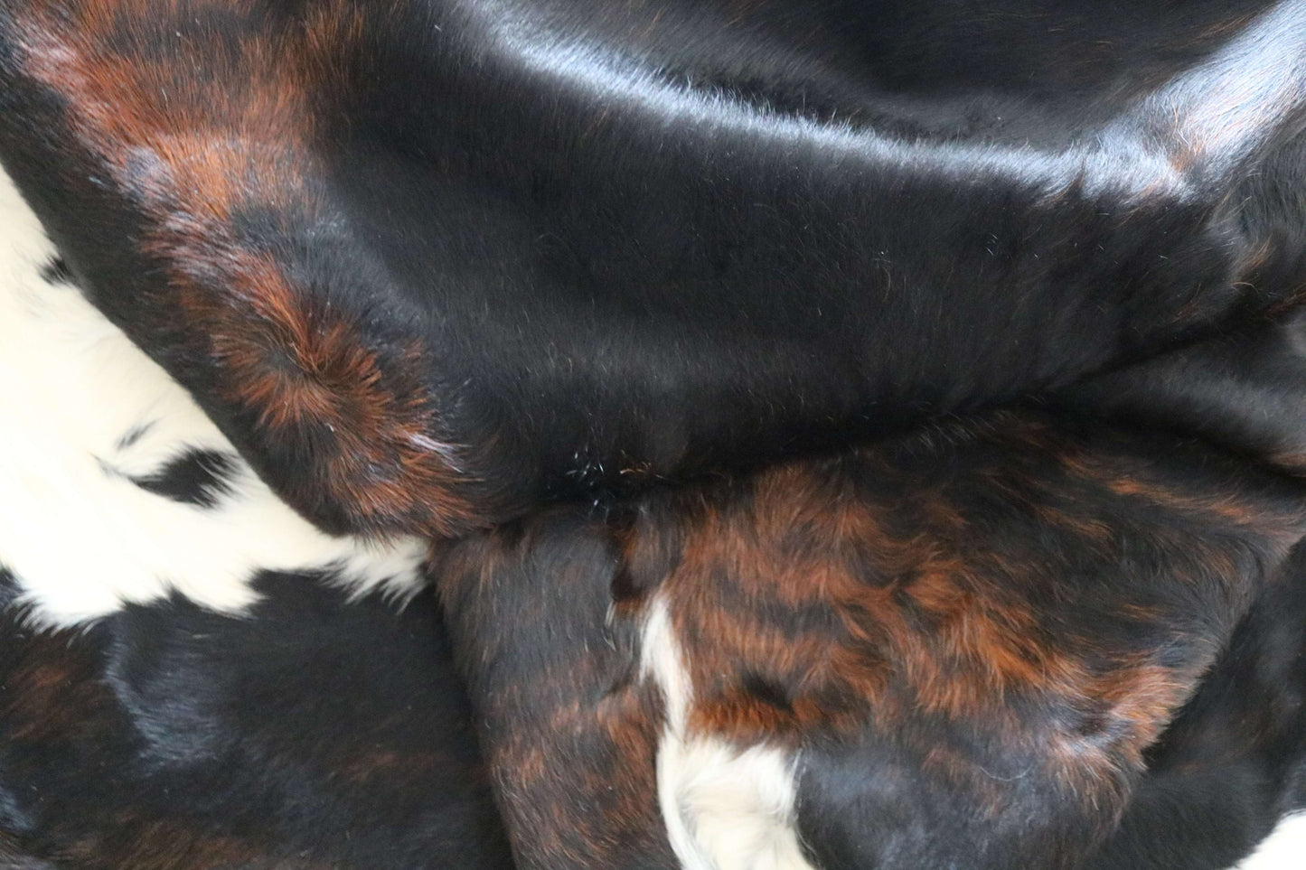 200653 -TRICOLOR  Cowhide Rug - Quebecuir Premium Collection