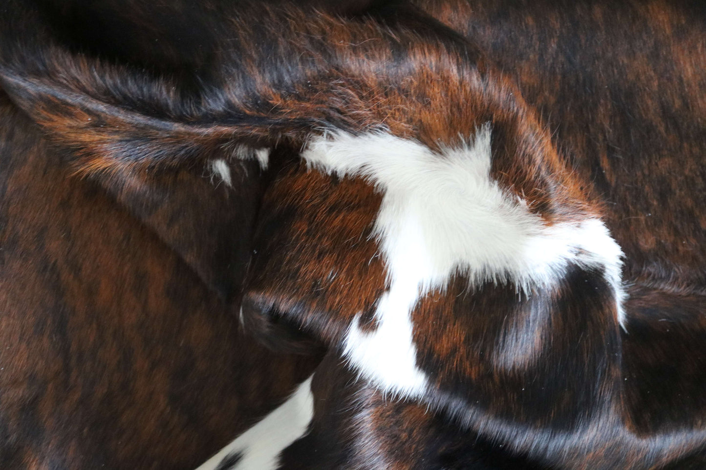 200659 -TRICOLOR  Cowhide Rug - Quebecuir Premium Collection