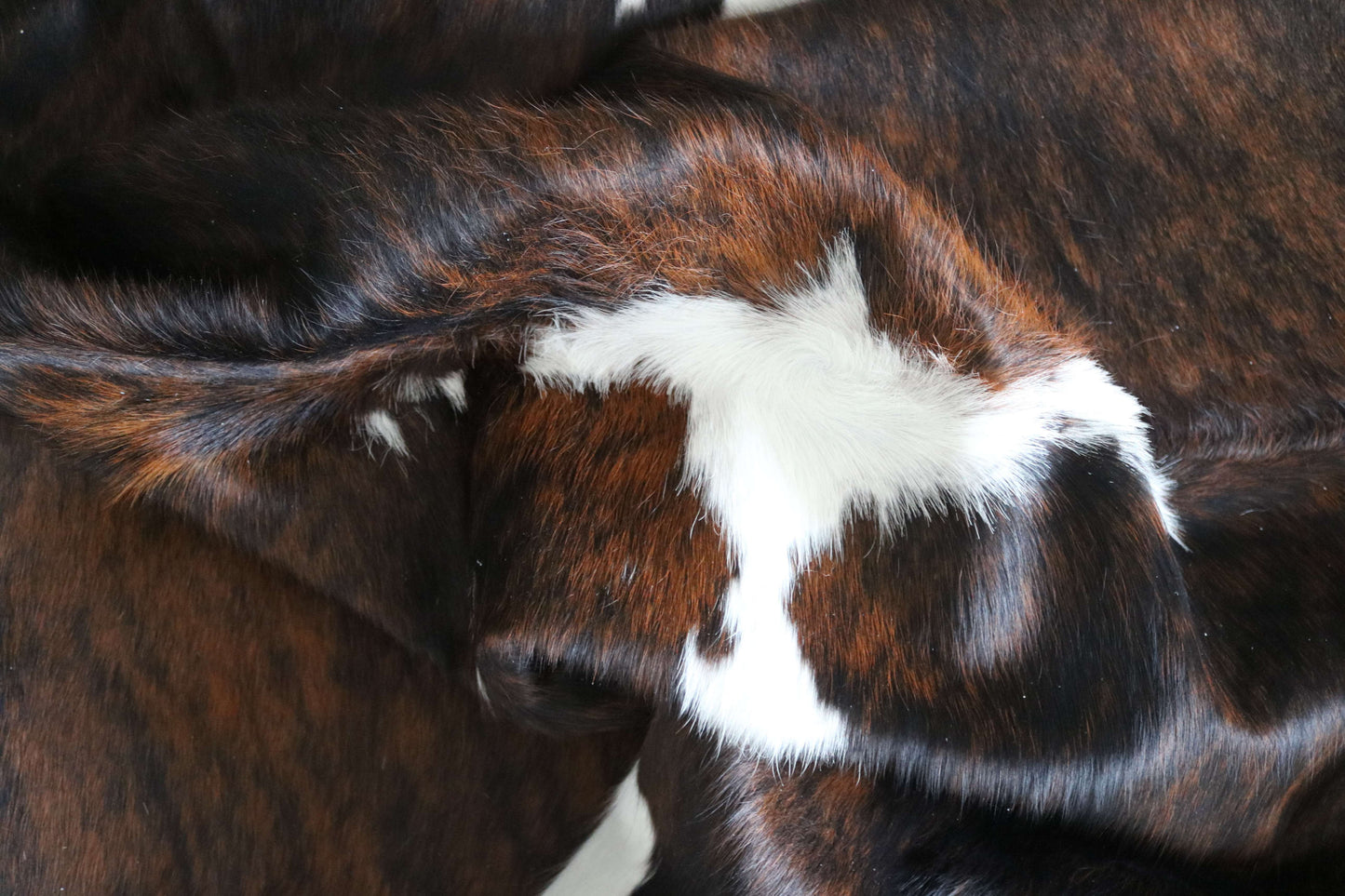 200659 -TRICOLOR  Cowhide Rug - Quebecuir Premium Collection