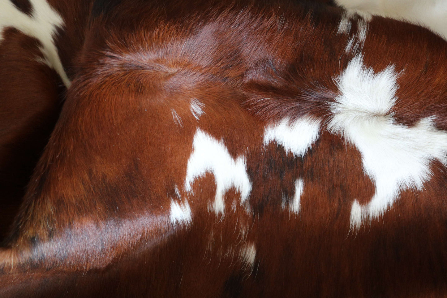100285 - TRICOLOR  Cowhide Rug - Quebecuir Premium Collection